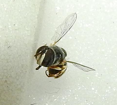Réf. 269 193 : Paragus quadrifasciatus